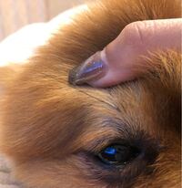 こんばんは 愛犬の目に小さな白い点がありました Webで調べ Yahoo 知恵袋