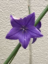 写真の花の名前を教えてください 桔梗 ききょう Yahoo 知恵袋