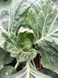 キャベツを毎年育てています 5年目になりますが 今年は台風通過を待って Yahoo 知恵袋