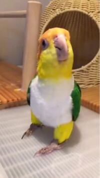 すみません この鳥の名前わかりますでしょうか シロハラインコでしょうか Yahoo 知恵袋