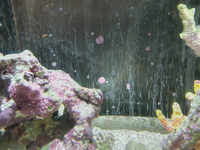 嵐のアルバムの櫻井翔さんのソロありますよね あの中にある 蜂の巣の奥の Yahoo 知恵袋