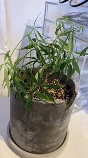 シェフレラ ルフィーナ の元気がありません 全体的に茎 から垂れ下 Yahoo 知恵袋