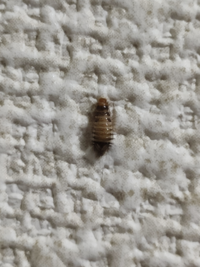 この虫が家に出たらどのようにすればいいですか また 害を教えて下さ Yahoo 知恵袋