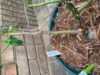 バラの茎が茶色になりました。
ジュリアの茎が茶色くなりました。
病気でしょうか？それとも枝が古くなっただけでしょうか？
病気の場合は根元から切ってほうがよろしいでしょうか。 オレンジの部分は以前に根元から枝を切ったのでトップジンのペーストを塗ってあります。