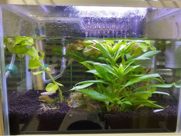 正規品 メダカ用 水槽 10lサイズ 4個 底ろ過式 砂は付いていません 魚用品 水草 ペット用品 8 294 Www Laeknavaktin Is