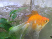 金魚の背びれに白い点があります どんな病気が考えられますか ツリガネム Yahoo 知恵袋