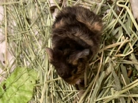 今朝 モルモットが出産しました 父はクレステッド 母はイングリッシュで Yahoo 知恵袋