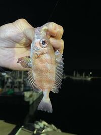 茨城県の鹿嶋にて釣れたこの少し赤い魚は なんという魚でしょうか Yahoo 知恵袋