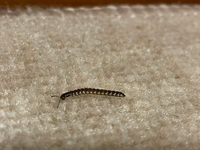 最近家でこの虫をたくさん見かけるのですが 何かの幼虫でしょうか も Yahoo 知恵袋