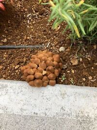 庭や花壇にきのこが 白いきのこや茶色いきのこ 種類が分かったもの Yahoo 知恵袋