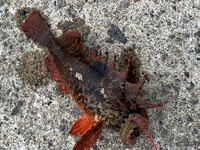 この魚なにかわかりますか 毒持ってそう ハオコゼです個人差は Yahoo 知恵袋