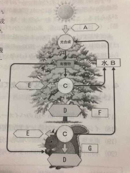 1 全ての生物は緑色植物がつくり出した有機物を摂取して ある代謝に Yahoo 知恵袋