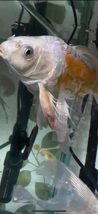 金魚は 死んだとき１００ 浮きますか 沈んでいる状態は生きて Yahoo 知恵袋