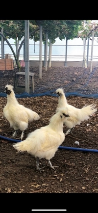 烏骨鶏のオスメスについて生後多分4ー5ヶ月ぐらいの兄弟 です Yahoo 知恵袋