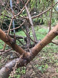 桃の剪定剪定する時は 今年伸びた枝はどうしますか 来年実がなりますか 縦に2 Yahoo 知恵袋