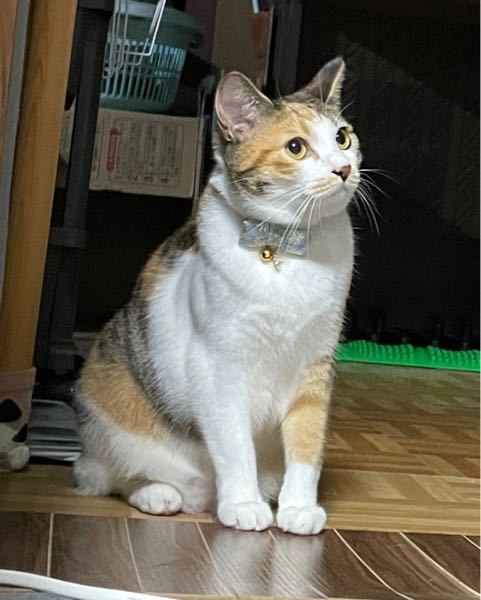 猫が吐きそうで吐きません。始めの症状は咳でした。それからは人間が歯 