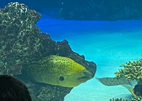 とある水族館で大きな水槽の中にうつぼがいたのですが うつぼってこんなに太いも Yahoo 知恵袋