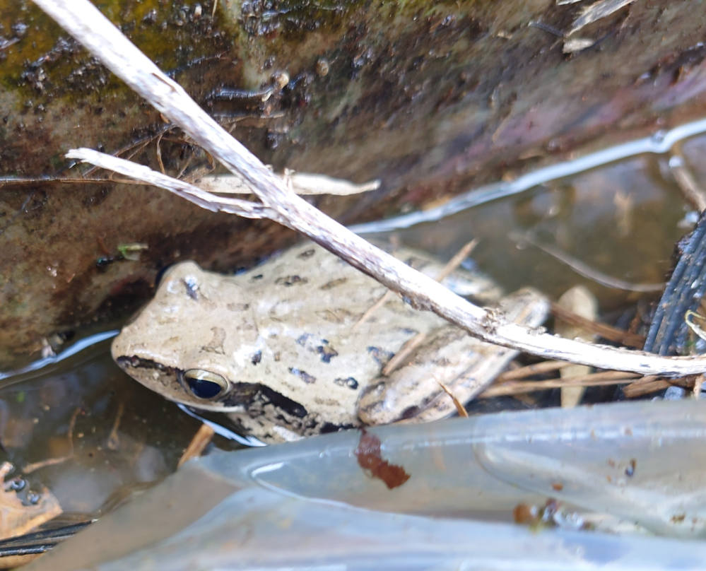 ワニガメはいつから日本にいるのですか 特定動物に指定さ Yahoo 知恵袋