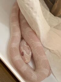 至急コーンスネーク1ヶ月半ベビーですスノーです 脱皮前でほとんど動 Yahoo 知恵袋