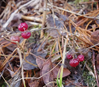 この植物はなんという名でしょうか ご教示願います 10 27 福島県安達太良 Yahoo 知恵袋