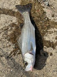 この魚は何と言う魚ですか スズキです スズキは出世魚なので大きさで呼 Yahoo 知恵袋