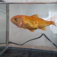 金魚の病気がわかりません 飼っている金魚が病気のようなので塩浴させていま Yahoo 知恵袋