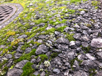 アスファルトに生える苔について写真のようなアスファルトに広範囲に生える苔を簡 Yahoo 知恵袋