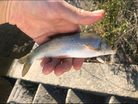 これは何の魚ですか また 調布市を流れる多摩川で釣ったのですが 食 Yahoo 知恵袋