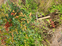 南天の横に南天 庭の南天を植えているのですが 40センチくらい離れたところに Yahoo 知恵袋