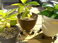 アジサイの挿し木をずっと水差しにしていました 水は毎日 Yahoo 知恵袋