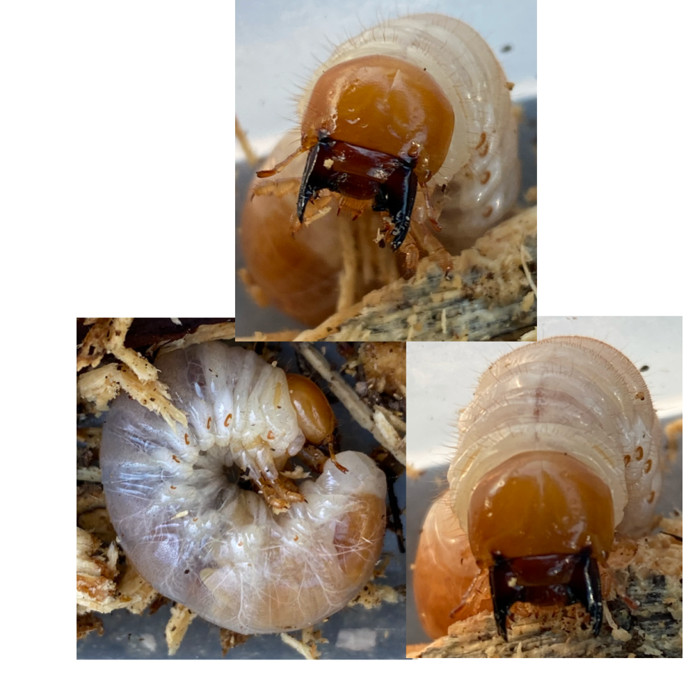 今日森で 朽木を割ったら クワガタの幼虫が出てきました 何クワガタ Yahoo 知恵袋