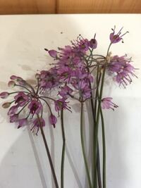 ニラってどこまで食べれるんですか いつも根元の５ｃｍぐらい Yahoo 知恵袋