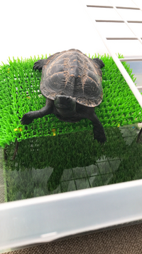 大きくなったカメの飼い方私は体長cm弱のアカミミガメを飼っています 飼育書 Yahoo 知恵袋