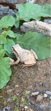 アマガエルの風船病について 写真のアマガエルなのですが 風船病でしょう Yahoo 知恵袋