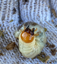 これはコクワガタの幼虫でしょうか このオオ顎の形で可能性があるのは コ Yahoo 知恵袋