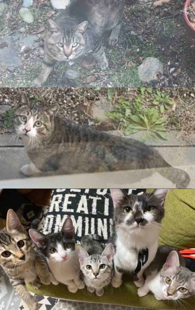 うちの猫の父親はどっちだと思いますか？多分、どちらか1匹としか 