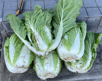 家庭菜園で、白菜についての質問です。
北海道なので、凍れる前に収穫しました。
結論から、巻いていなくても食べられますか？また、巻が少ない場合には、外の葉はどれくらい捨てたら良いですか？ 