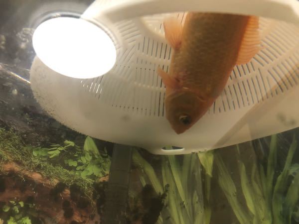 金魚の水槽に土管は必要 幅44 奥行17 深さ25cm 確か17 Yahoo 知恵袋
