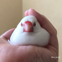 手乗り文鳥もしくは 手乗り小鳥にした方に質問です 私は先日文鳥の雛を3匹買い Yahoo 知恵袋