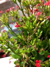 シクラメンの栽培方法 詳しい方教えてください 葉っぱばかり増えて Yahoo 知恵袋