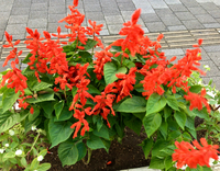 この赤い花の名前を教えてください 都庁の近くの花壇です 園芸 Yahoo 知恵袋