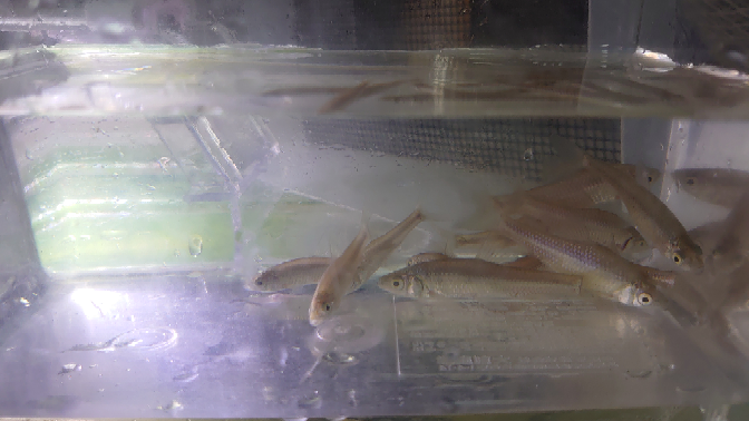 Charmで餌用川魚mix10匹を買ったのですが魚種がわかりません す Yahoo 知恵袋