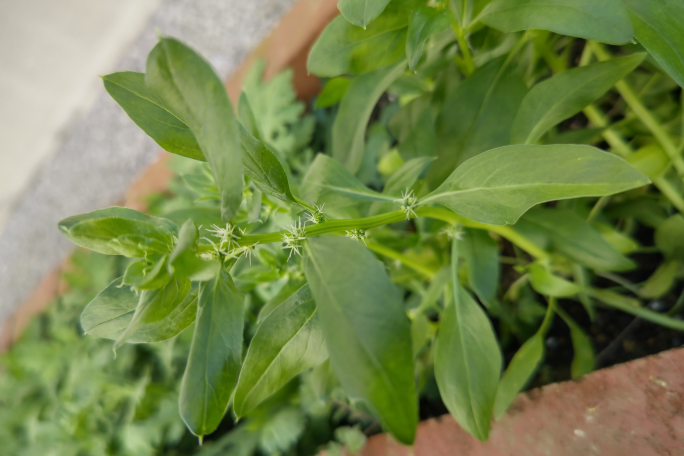 ほうれん草の苗を買って植えたと思うのですが 初めからほうれん草じゃないものか Yahoo 知恵袋