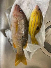 このお魚の名前を教えてください 毒ありますか Yahoo 知恵袋