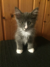 母猫が子猫のエサを横取りして食べてしまいます 猫ってそんなもんですか Yahoo 知恵袋