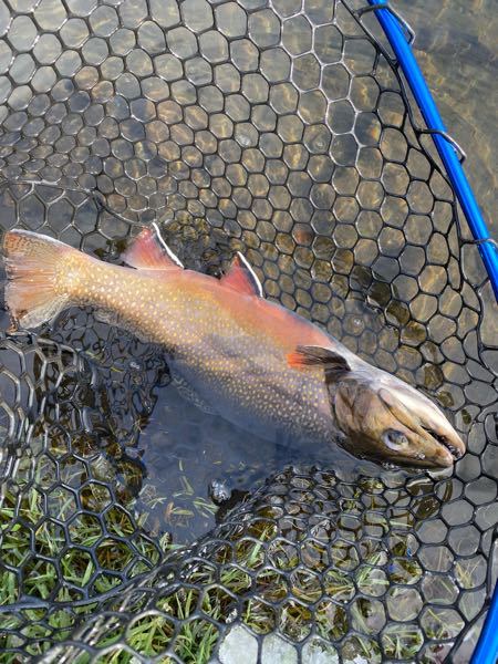 知り合いがイワナの刺身を食べて腹痛に苦しんでるんですが 川魚 Yahoo 知恵袋