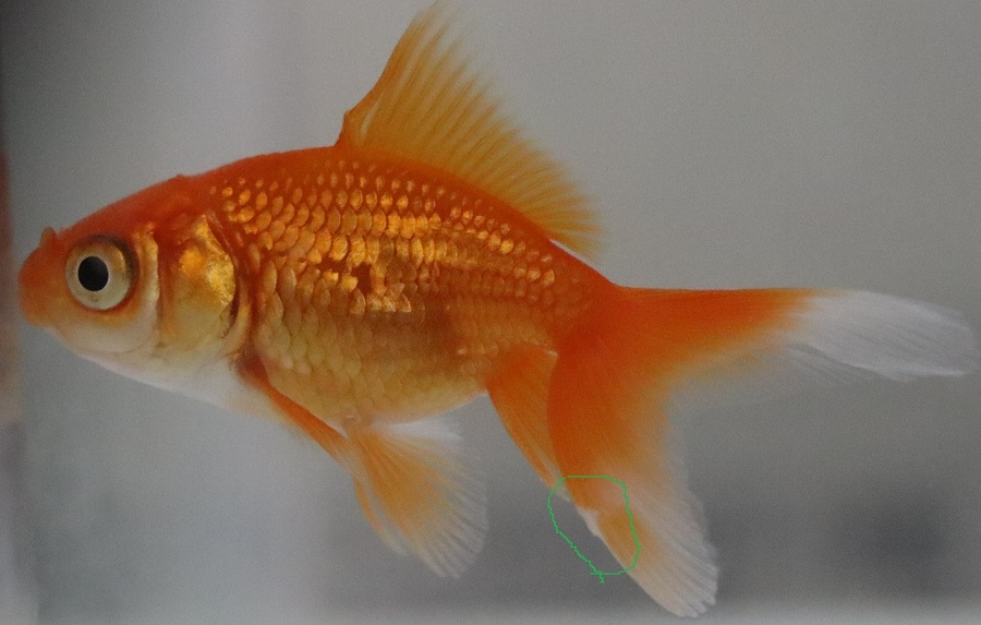 金魚 ツリガネムシ 尾腐れ病 どちらでしょうか 推定8か月程度の Yahoo 知恵袋