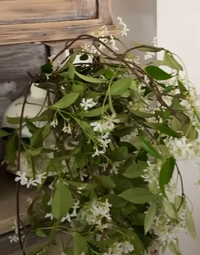 花の名前を教えて下さい よろしくお願い致します スタージャスミンかなh Yahoo 知恵袋