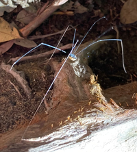 愛知県の山間部で見かけた蜘蛛です。
何という種類の蜘蛛でしょうか？
また毒や害はありますか？ 