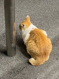 野良猫のオスなんですが なんという品種 種類 ですか 私は今 神奈川県 Yahoo 知恵袋